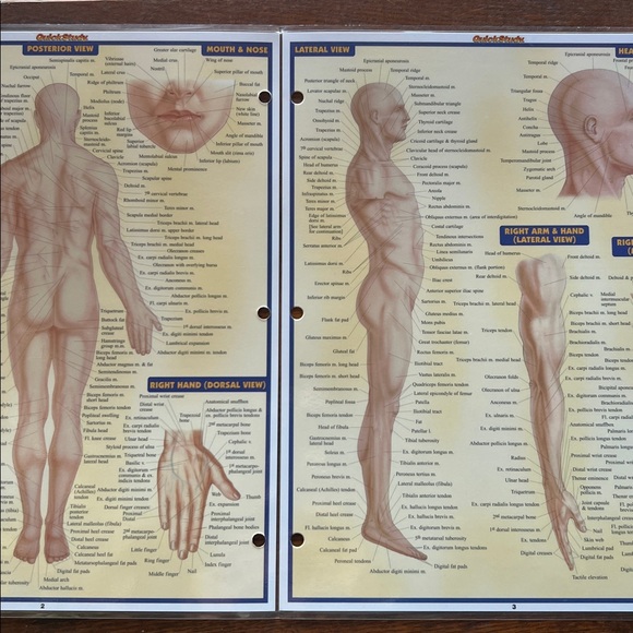 Quick Study Surface Anatomy Reference Guide - Picture 3 of 3